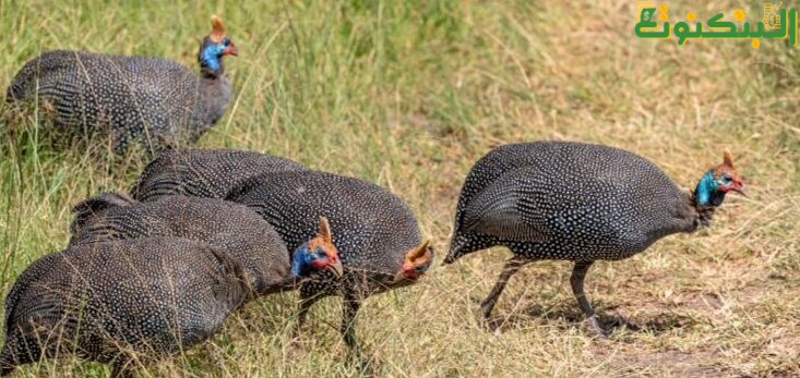 مزرعة للطيور الغير تقليدية