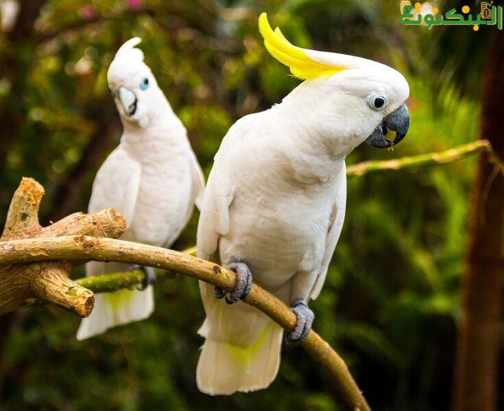 تربية الطيور الزينة