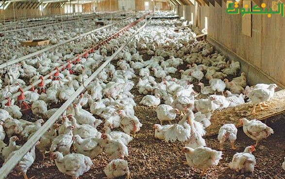 تربية الدواجن وبيعها في المدن
