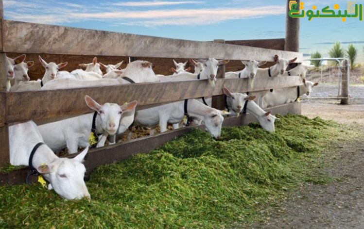 مشروع تربية الماعز وإنتاج الألبان