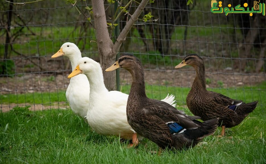 مشروع تربية البط البلدي