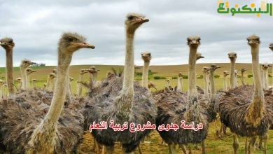 دراسة جدوى مشروع تربية النعام