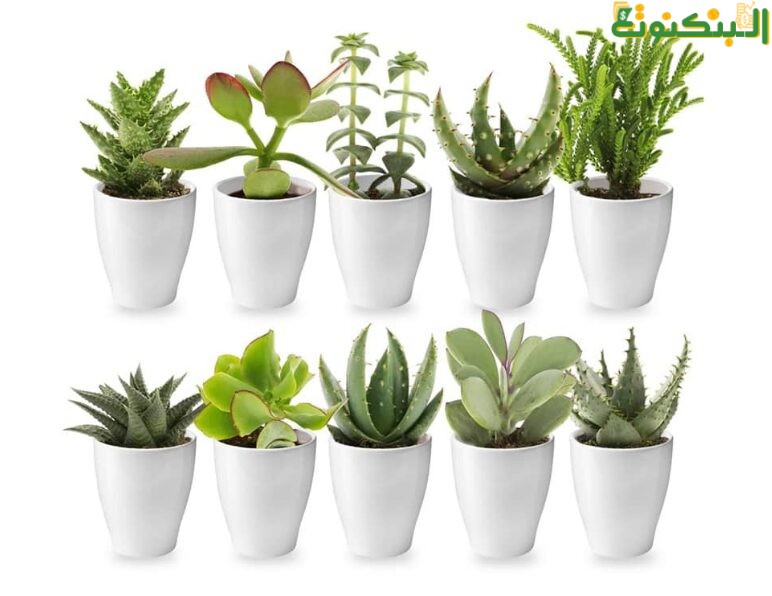 مشروع زراعة وبيع النباتات
