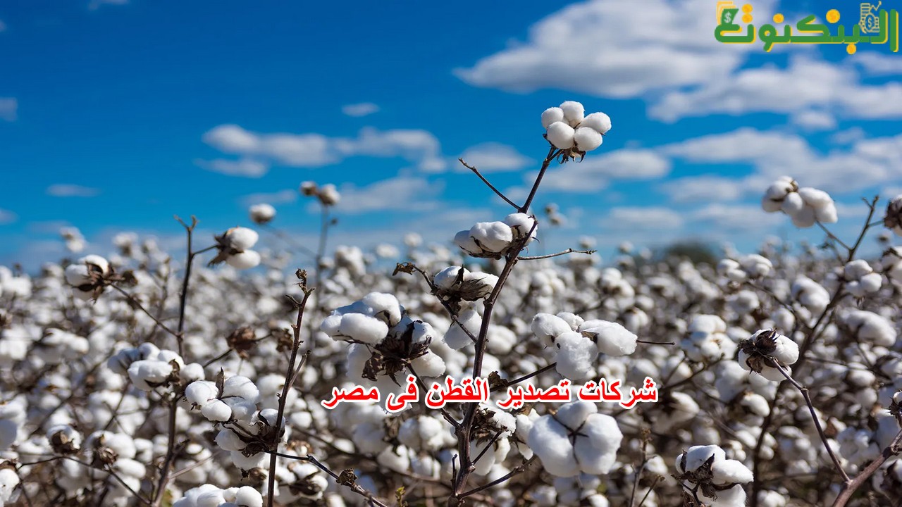 شركات تصدير القطن فى مصر