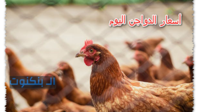 أسعار الدواجن اليوم