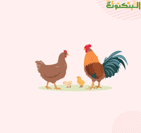 مشروع تربية الدواجن