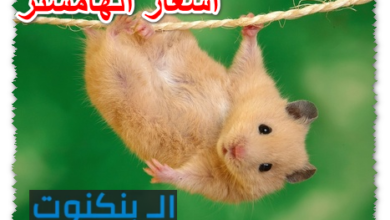 أسعار الهامستر