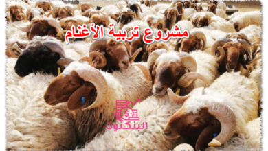 مشروع تربية الأغنام