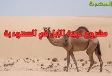 مشروع تربية الإبل في السعودية