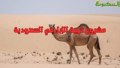 مشروع تربية الإبل في السعودية