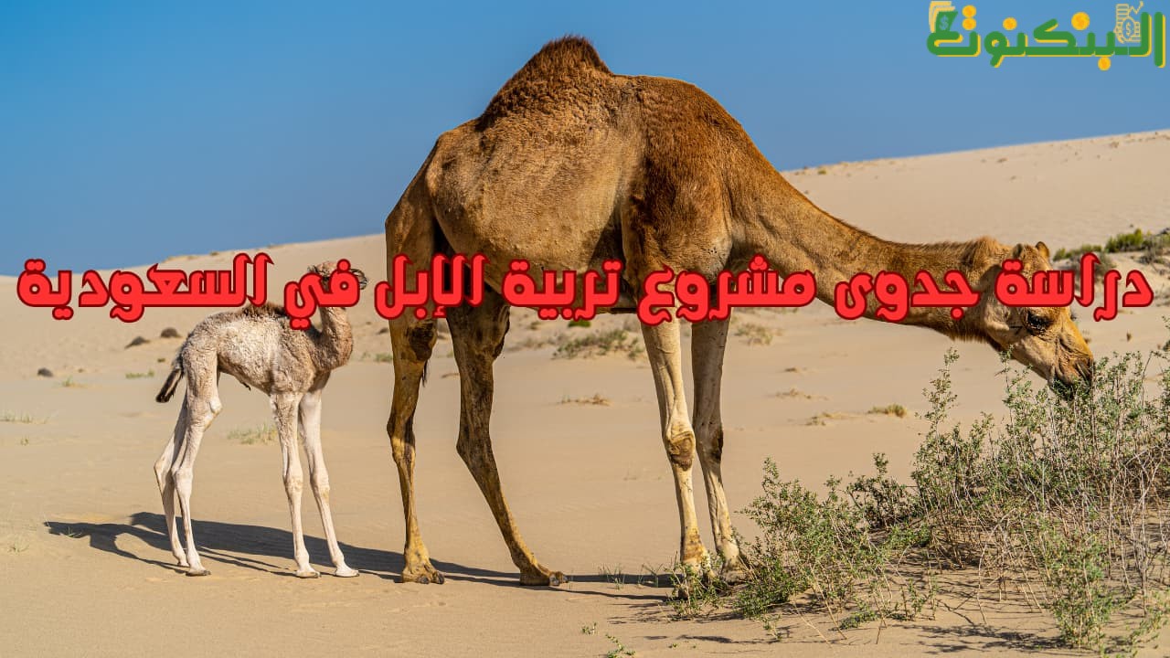 دراسة جدوى مشروع تربية الإبل في السعودية
