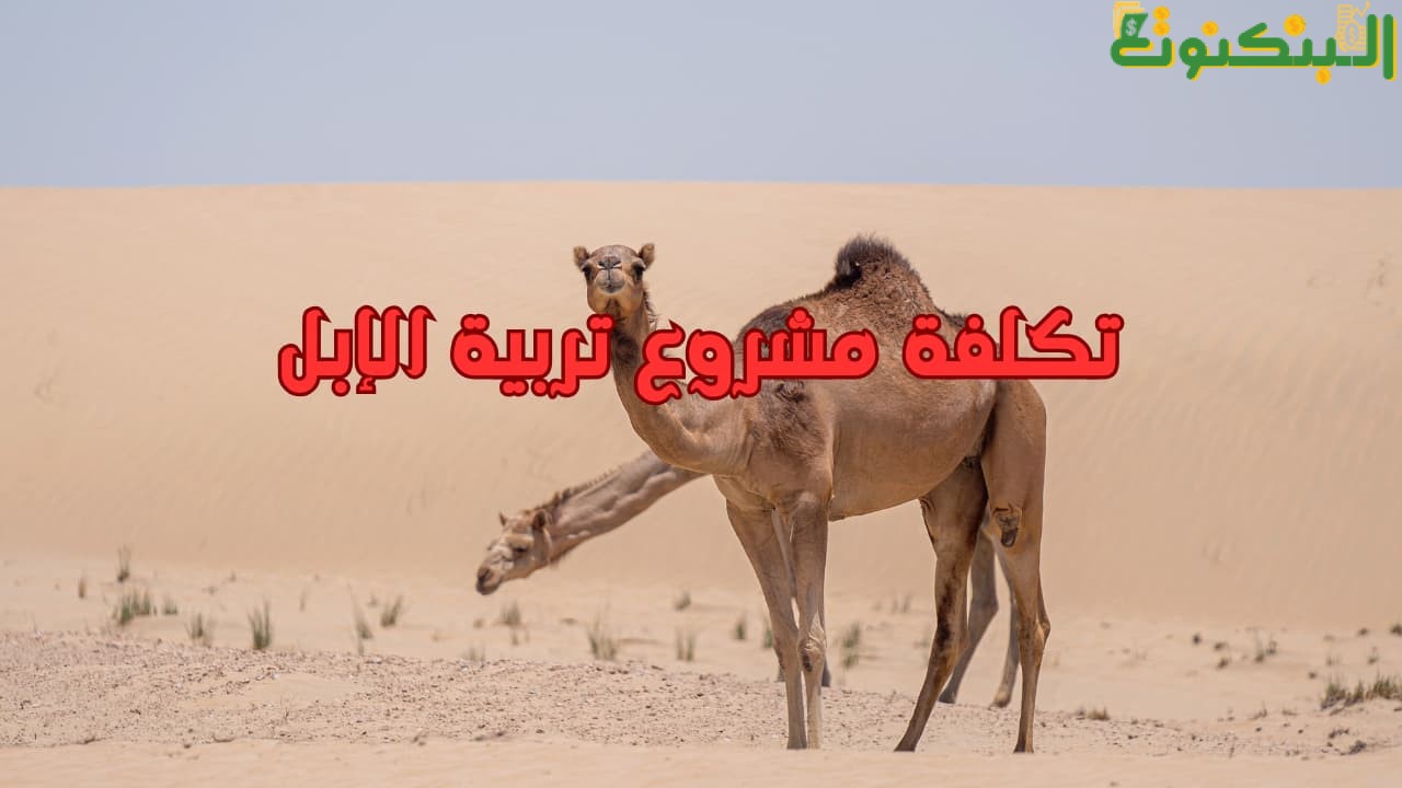 تكلفة مشروع تربية الإبل