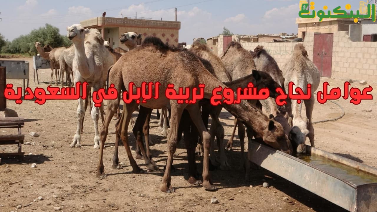 عوامل نجاح مشروع تربية الإبل في السعودية