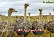 دراسة جدوى مشروع تربية النعام