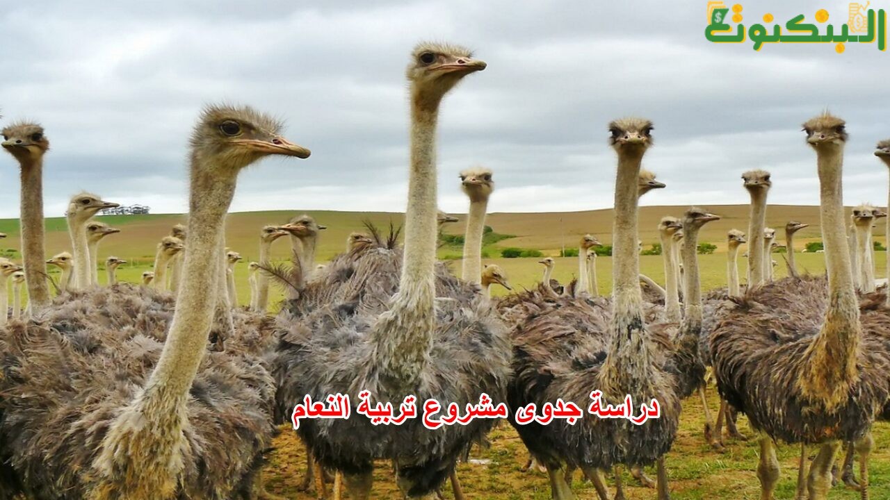 دراسة جدوى مشروع تربية النعام