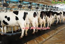 مشروع تربية الأبقار الحلوب