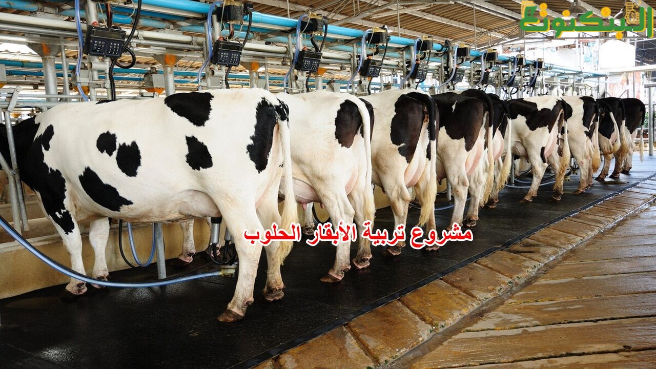 مشروع تربية الأبقار الحلوب