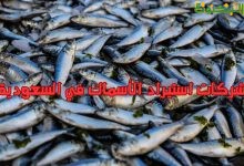 شركات استيراد الأسماك في السعودية