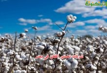 شركات تصدير القطن فى مصر