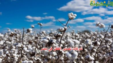 شركات تصدير القطن فى مصر
